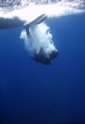 Let's go diving! Philippines; Housed Nikon F - 24mm Nikko... by Rick Tegeler 